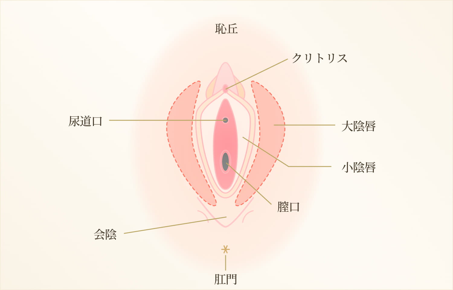 大陰唇のシェーマ画像